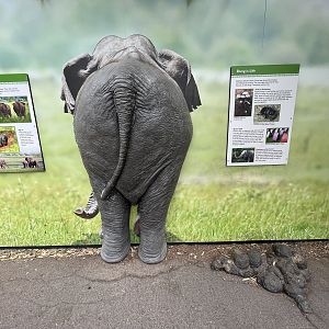 Elephant Interpretive Signs