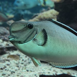 Bulbnose unicornfish (Naso tonganus)