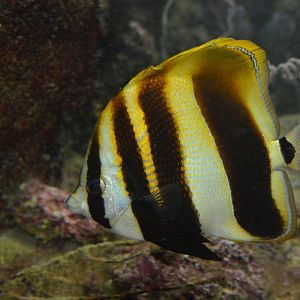 Highfin coralfish (Coradion altivelis)