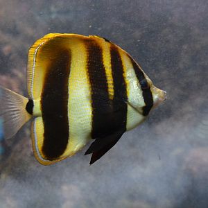 Highfin coralfish (Coradion altivelis)
