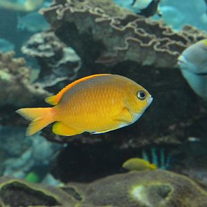 White-caudal chromis (Chromis albicauda)