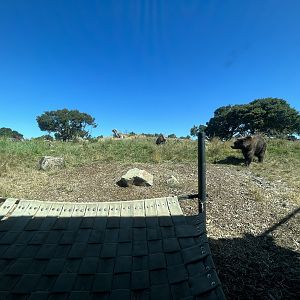 3-acre Grizzly Bear Exhibit