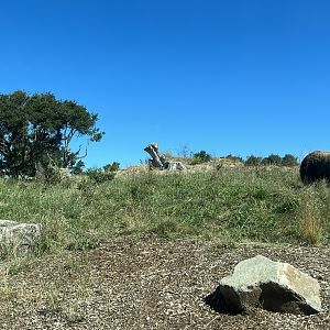 3-acre Grizzly Bear Exhibit