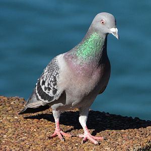 Street pigeon