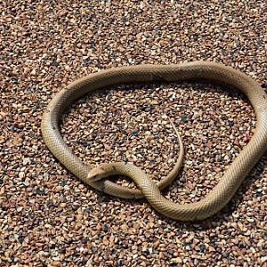 Brown snake (King brown ?)