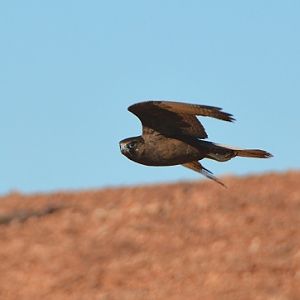 Brown falcon