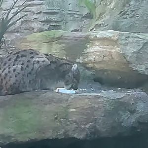 Fishing Cat