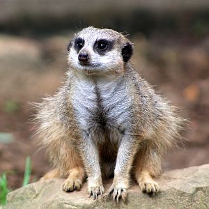 Meerkat