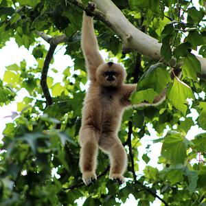 White-cheeked Gibbon in the Treetops
