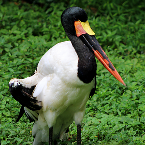 Saddle-billed Stork
