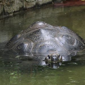 Bathing Galapogos Tortoise