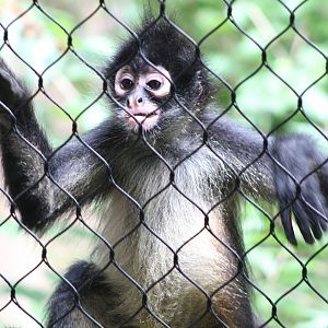 Juvenile Mexican Spider Monkey