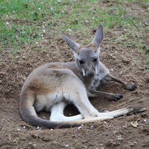 Red Kangaroo