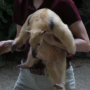 Southern Tamandua Ambassador