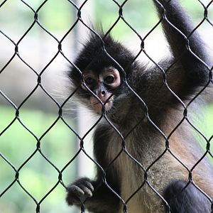 Juvenile Mexican Spider Monkey