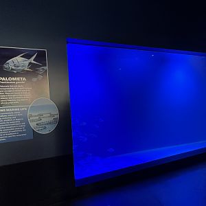 Palometa Exhibit