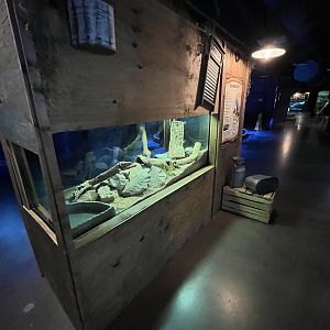 Gila Monster Exhibit