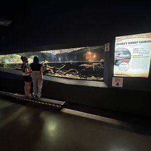 Cuvier’s Dwarf Caiman Exhibit