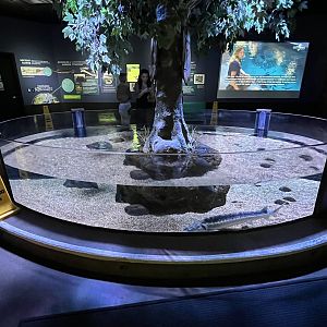 Russian Sturgeon Exhibit (open-topped)