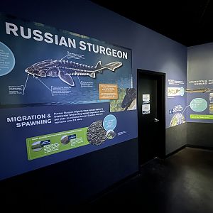 Russian Sturgeon Signage