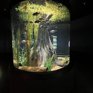 American Eel/Bluegill Exhibit