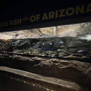 State Fish of Arizona Exhibit