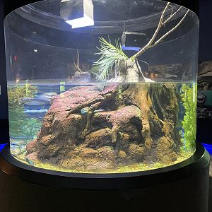 American Alligator Exhibit (juveniles)