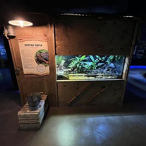 Spotted Turtle Exhibit