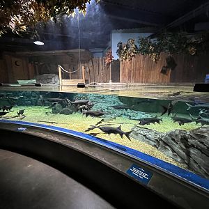 Paddlefish Exhibit (40 of them!)