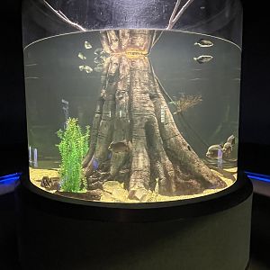 Clouded Archerfish Exhibit