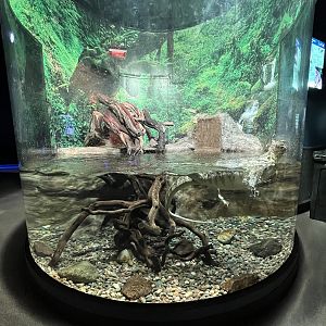 Asian Water Monitor Exhibit - small!