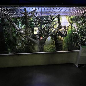 Two-toed Sloth Exhibit