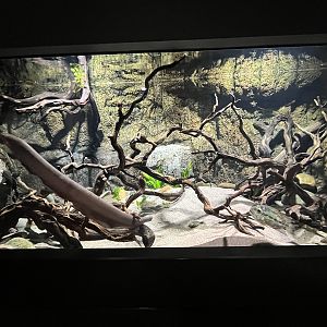 Electric Eel Exhibit