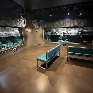 Small-clawed Otter Exhibit