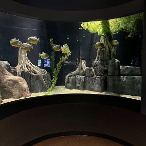 San Francisco Piranha Exhibit