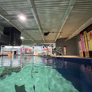 Stingray Bay Exhibit