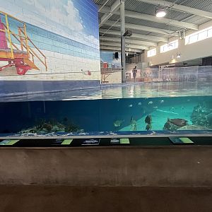 Stingray Bay Exhibit