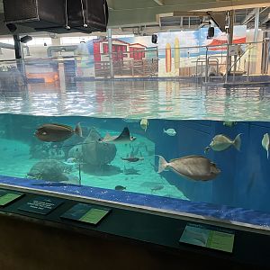 Stingray Bay Exhibit