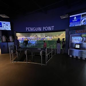 African Penguin Exhibit