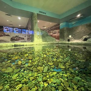 African Penguin - side exhibit