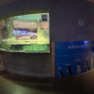 African Penguin Exhibit