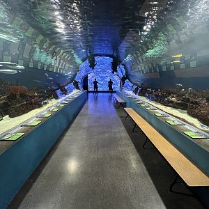 Great Barrier Reef Tunnel