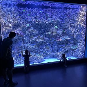 Coral Reef Exhibit