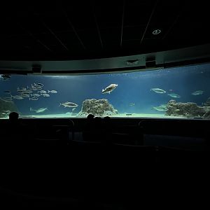 OdySea Voyager - Exhibit #1 of 4