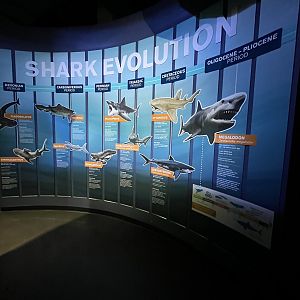 Shark Evolution Wall