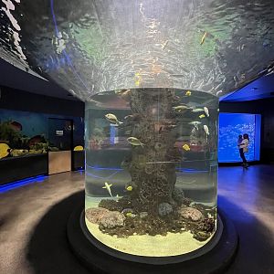 Barred Flagtail Exhibit