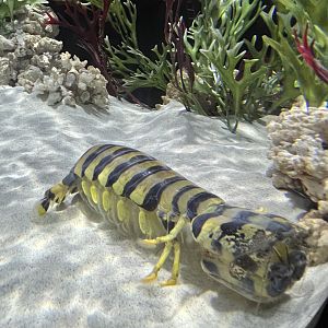 Zebra Mantis Shrimp