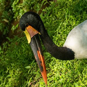 Saddle Billed Stork
