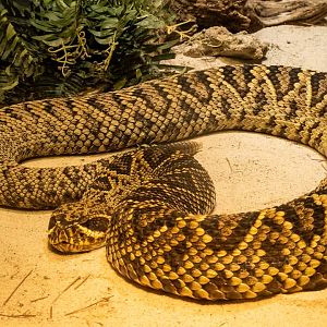 Western Diamondback Rattlesnake