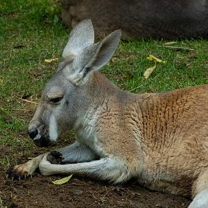 Red Kangaroo